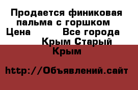 Продается финиковая пальма с горшком › Цена ­ 600 - Все города  »    . Крым,Старый Крым